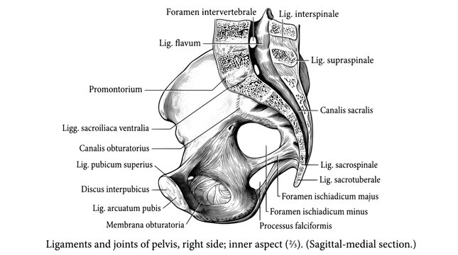 Detailed engraving of ligaments and joints of the pelvis, showing the right side and inner aspect in sagittal-medial section