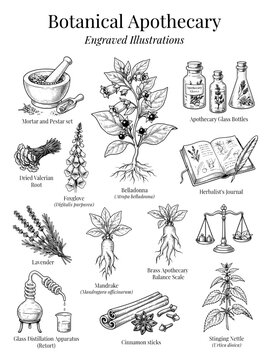 Engraved illustrations of botanical apothecary with various plants and equipment