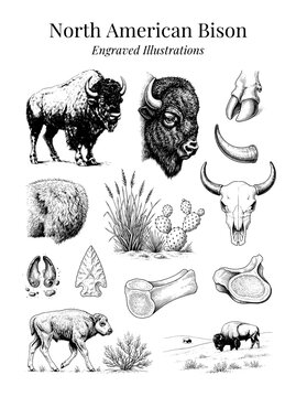 North American bison engraved illustrations showcasing details of the species in traditional art form