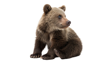 Wild young brown bear cub sitting looking alert isolated on transparent background © Oliver Plaza Photo