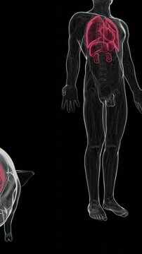 3D medical animation illustrating xenotransplantation through a visual transition from a pig anatomy to a human anatomy, representing the concept of transplanting animal organs for human medical use