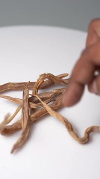 Shatavari Roots &ndash; Asparagus Racemosus Herbal Root, Traditional Ayurvedic Plant Used in Wellness, Herbal Medicine and Natural Health Practices