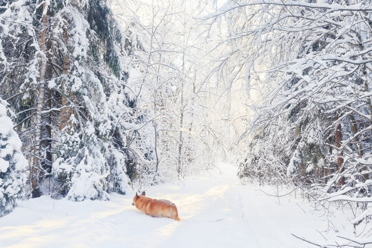 A cute ginger corgi dog in a winter snow‑covered forest, a winter nature landscape.