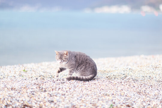 A stray cat, a poor animal, a city cat, loneliness requires care.