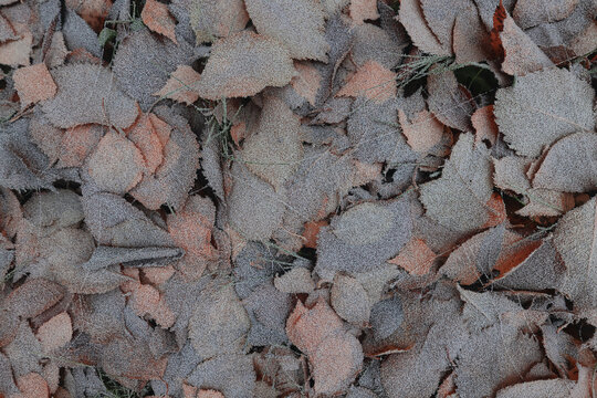 Autumn fallen leaves on the ground, flat abstract background, seasonal texture