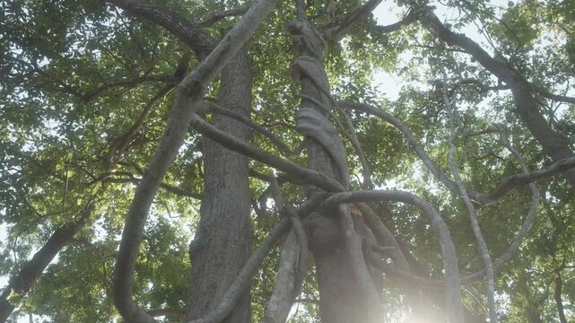 Large tropical jungle vines liana plant twisted climbing on tree trunk in tropical forest.