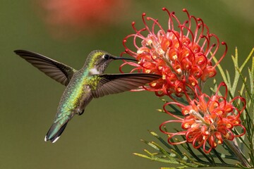 Obraz premium Tiny hummingbird hovers near vibrant red flower, sipping nectar with long beak. Small bird with iridescent green feathers and wings outstretched, capturing nature in motion.