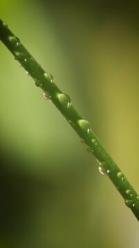 Close up of water droplet on plant