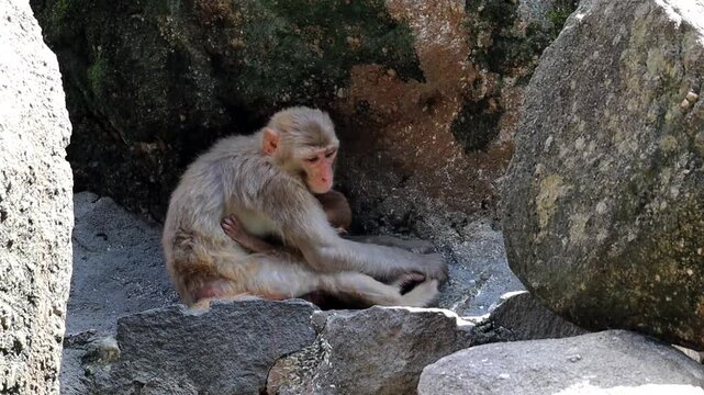 Mother Monkey Breastfeeding Baby Primate Among Rocks Close Up Horizontal HD Stock Video