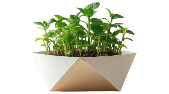 Small potted basil plants growing in a minimalist geometric ceramic planter against a neutral background.