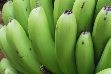 Unripe green bananas in a large bunch growing on a tropical plantation on Madeira Island, Portugal, close-up © Olha