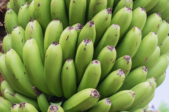 Unripe green bananas in a large bunch growing on a tropical plantation on Madeira Island, Portugal, close-up