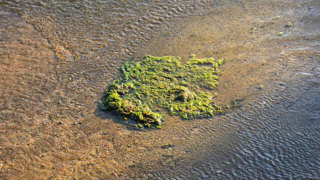 Bright green algae washed up on wet sandy riverbank in gentle sunlight