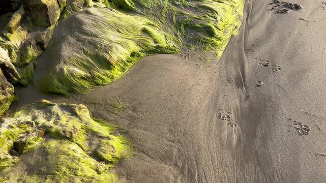 Top down tracking shot of bright green algae covering coastal stones on Vagator beach in Goa India