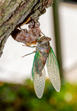 Cicada