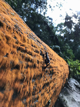 Close up of a fallen tree trunk covered with lush moss in a tropical forest.