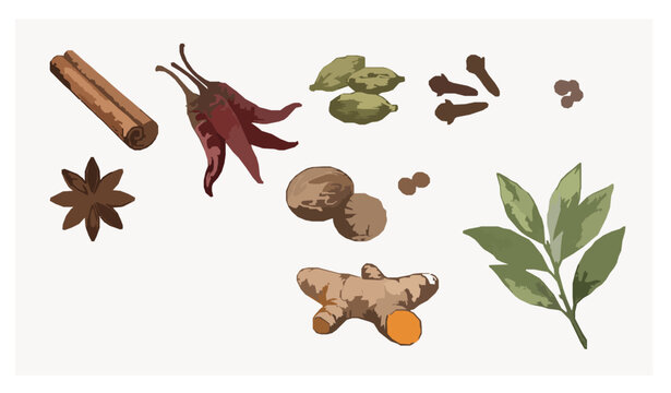 Premium Natural Spice Ingredients Botanical Vector Collection