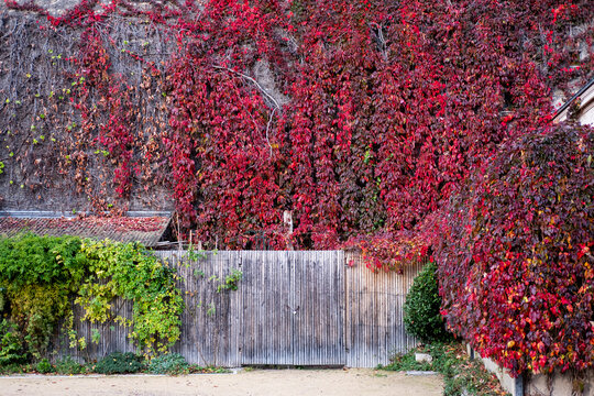 Red ivy and autumn foliage cover a garden wall and entrance in Paris France creating a colorful seasonal scene with dense leaves and vegetation