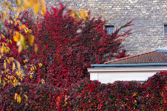Red ivy and colorful autumn foliage cover a garden wall in Paris France creating a seasonal urban nature scene with dense leaves and vivid vegetation