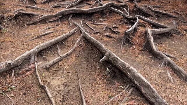 Intertwined tree roots spreading across forest ground