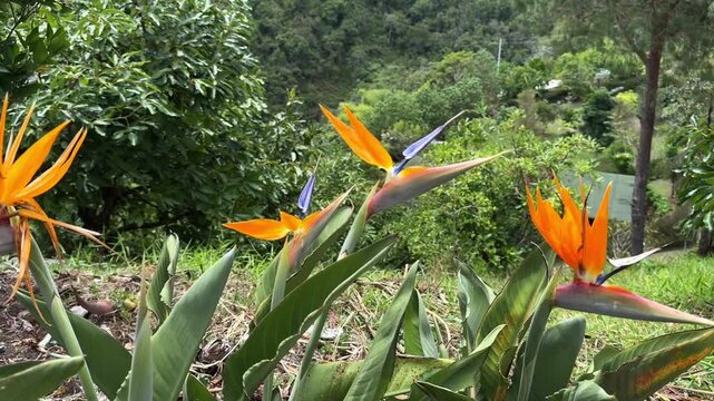 Beautiful bird of paradise flowers in tropical garden