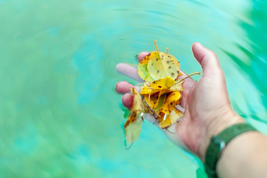  hand collecting leaves from water