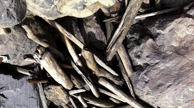 Driftwood pile decomposing revealing rocks and moss