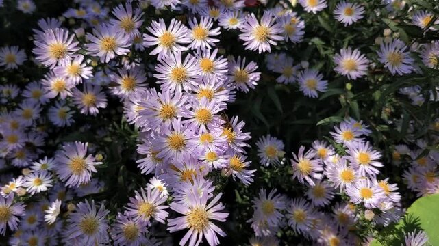 A vibrant cluster of small purple aster flowers blooming brightly under the warm autumn sun in a garden