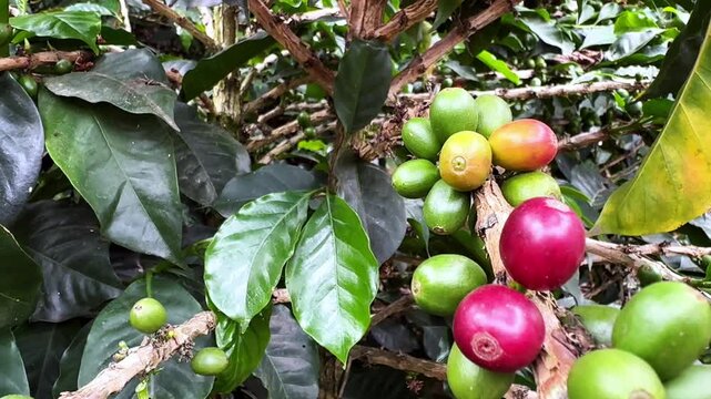 Ripe and unripe coffee cherries growing on a coffee plant branch