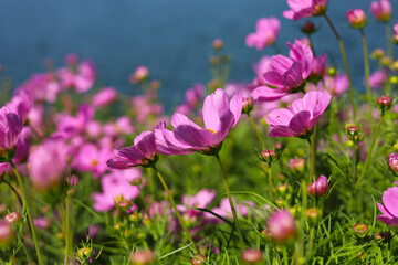 Fototapeta premium Pink cosmos flowers blooming&nbsp;in a sunny field on a clear day.