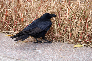 Obraz premium Black crow standing on the ground.
