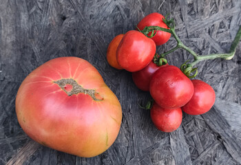 Fresh tomatoes from the home garden—with natural imperfections and green stems—on a rustic surface. © Victoria