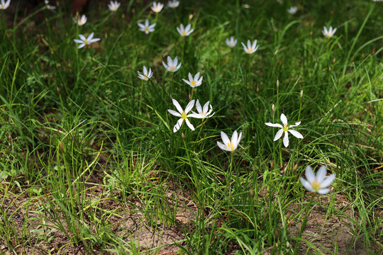 White rain lilies blooming in green grass.