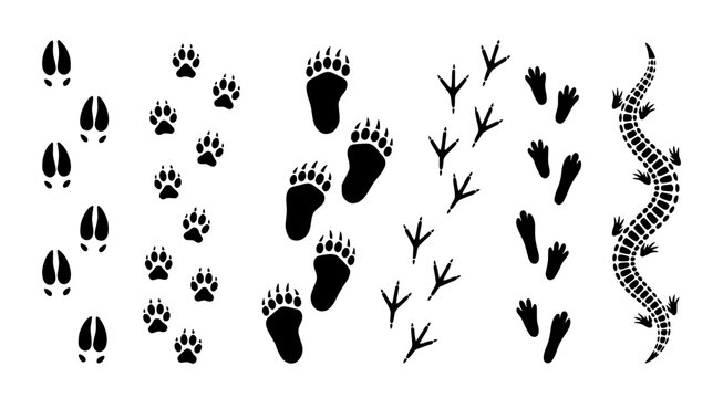 Diverse animal paw prints and bird tracks including bear and crocodile footprints silhouette vector set for tracking and nature identification