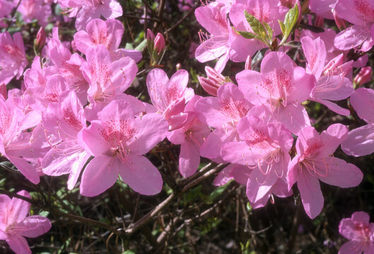 Rhododendron 'Joseph Haydn'