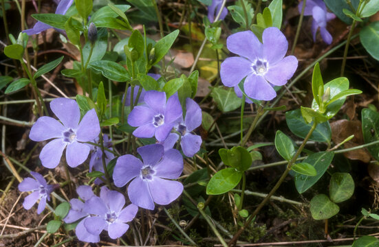 Petite pervenche, Vinca minor