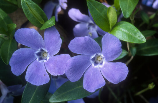 Petite pervenche, Vinca minor