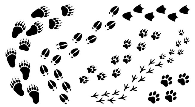 Detailed black silhouette animal track patterns including bear paws wolf tracks and bird prints isolated on white background for wildlife identification and nature educational vector illustration set