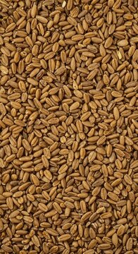 Abstract natural texture created by a seamless arrangement of dry cereal grains, perfect for bakery, farming, or healthy nutrition concepts ,backdrop ,natural ,closeup