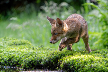 Fototapeta premium Young Red Fox (Vulpes vulpes) searching for food and water in the forest of Noord-Brabant in the Netherlands