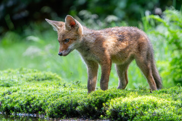 Fototapeta premium Young Red Fox (Vulpes vulpes) searching for food and water in the forest of Noord-Brabant in the Netherlands