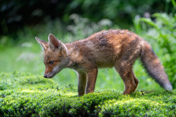 Fototapeta premium Young Red Fox (Vulpes vulpes) searching for food and water in the forest of Noord-Brabant in the Netherlands