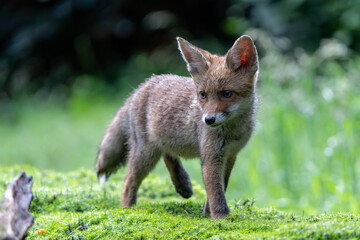 Fototapeta premium Young Red Fox (Vulpes vulpes) searching for food and water in the forest of Noord-Brabant in the Netherlands