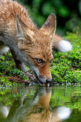 Fototapeta premium Young Red Fox (Vulpes vulpes) searching for food and water in the forest of Noord-Brabant in the Netherlands