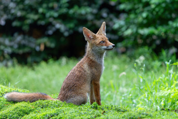 Fototapeta premium Young Red Fox (Vulpes vulpes) searching for food and water in the forest of Noord-Brabant in the Netherlands