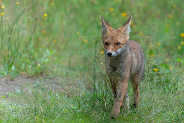 Fototapeta premium Young Red Fox (Vulpes vulpes) searching for food and water in the forest of Noord-Brabant in the Netherlands