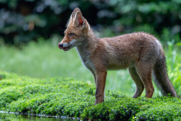Fototapeta premium Young Red Fox (Vulpes vulpes) searching for food and water in the forest of Noord-Brabant in the Netherlands