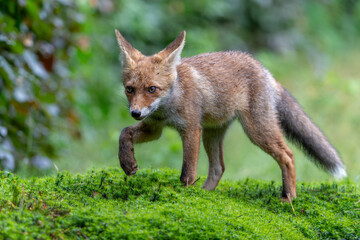 Fototapeta premium Young Red Fox (Vulpes vulpes) searching for food and water in the forest of Noord-Brabant in the Netherlands