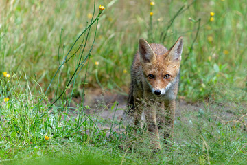 Fototapeta premium Young Red Fox (Vulpes vulpes) searching for food and water in the forest of Noord-Brabant in the Netherlands