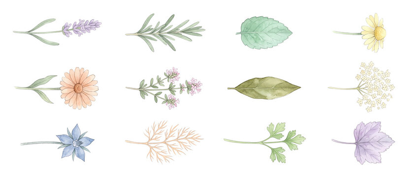 Watercolor Herbs Edible Flowers Set isolated on black background for cooking wellness cosmetic design botanical vector clipart of lavender, mint, rosemary, chamomile, thyme, parsley, and bay leaf.